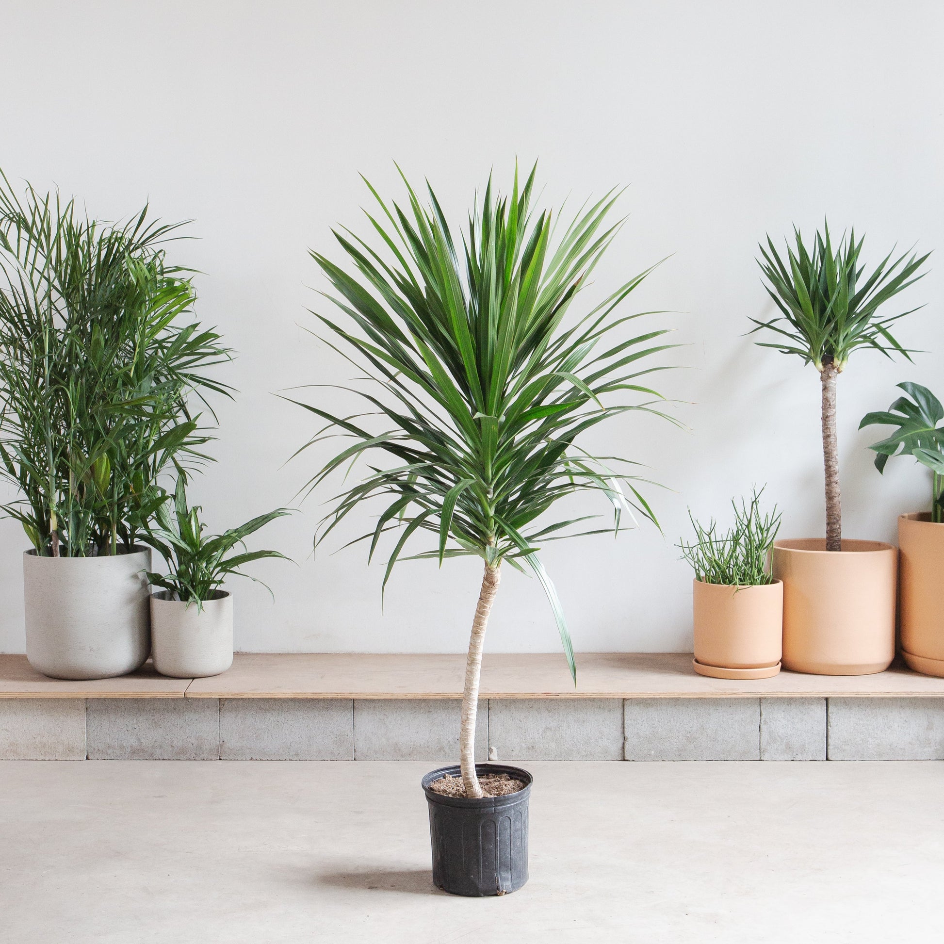 dracaena tarzan tree form Tarzan Dragon Tree: Dracaena Marginata - 10" Pot