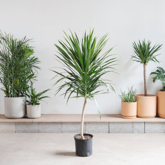 Tarzan Dragon Tree: Dracaena marginata - 10 inch pot - 4.5-5 foot tall