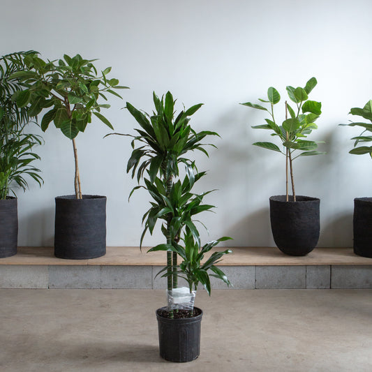 Staggered Elegance Cane: Dracaena fragrans - 10 inch pot - 4-5 foot tall