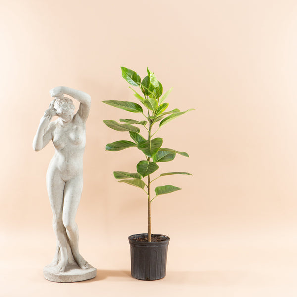 ficus altissima standard Yellow Gem Fig Column: Ficus Altissima - 10" Pot