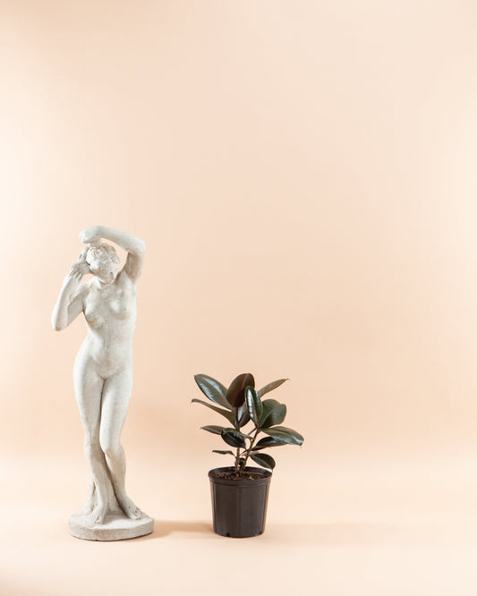 Burgundy Rubber Bush: Ficus elastica - 8 inch pot - 2-3 foot tall
