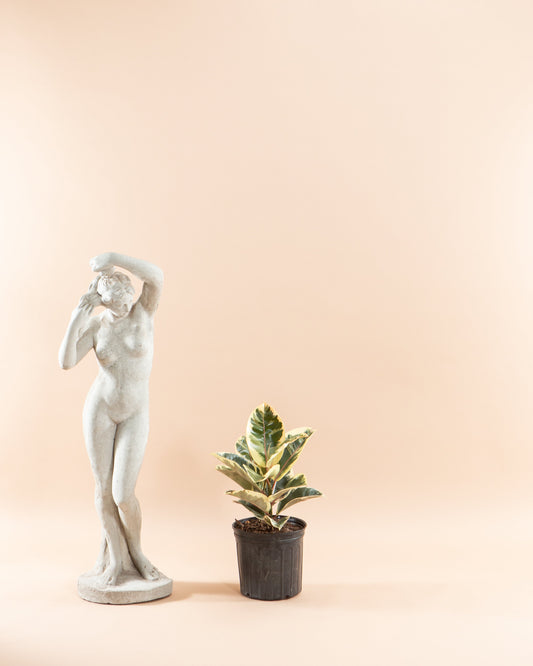 Tineke Rubber Bush: Ficus elastica - 10 inch pot - 2-3 foot tall