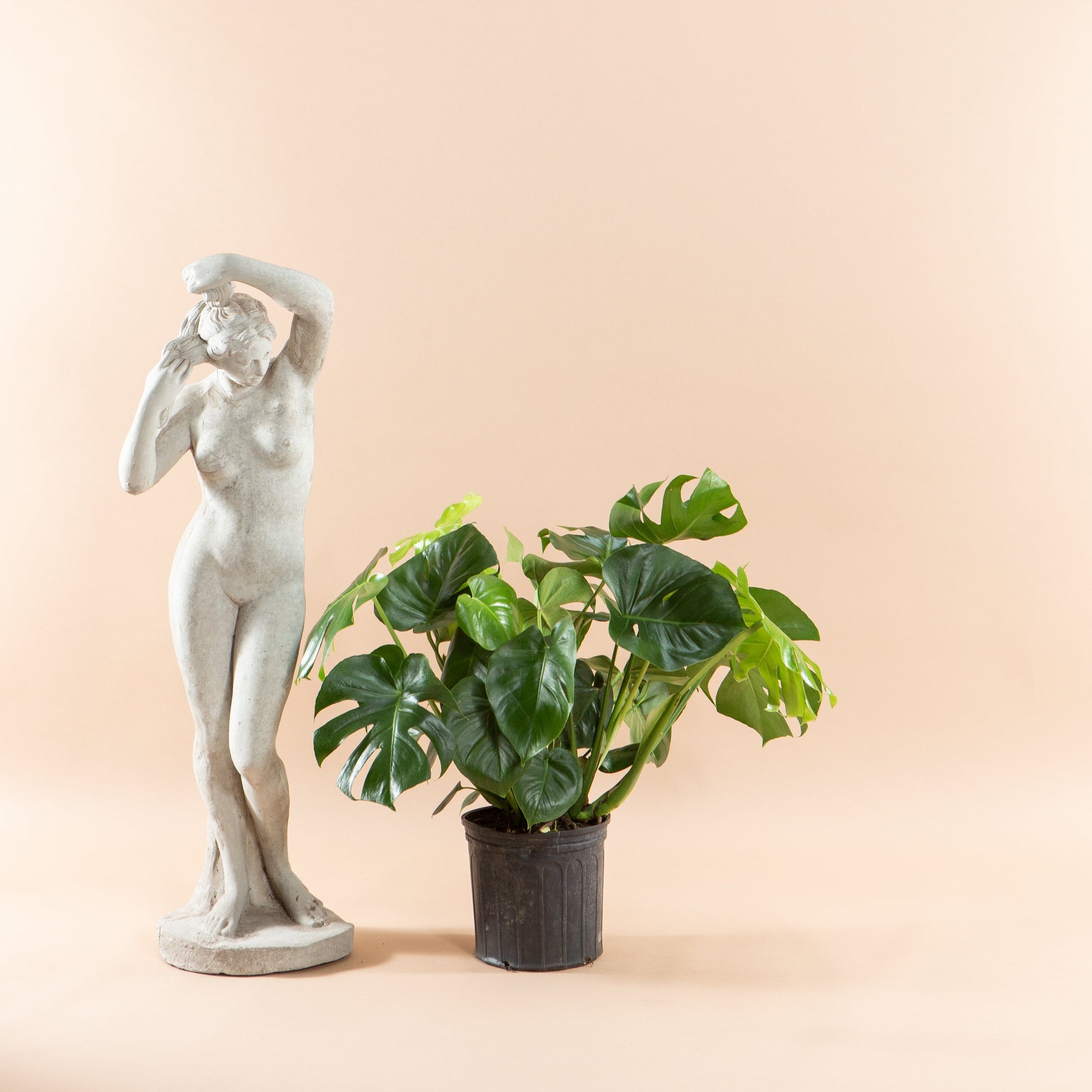 10 monstera deliciosa Monstera Deliciosa - 10" Pot