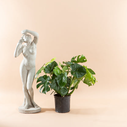 Swiss Cheese Plant: Monstera deliciosa - 10 inch pot - 2-3 foot tall