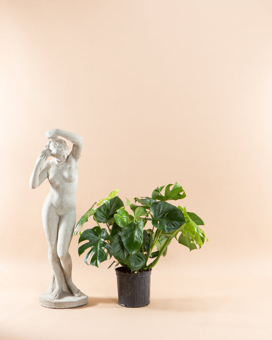 Swiss Cheese Plant: Monstera deliciosa - 10 inch pot - 2-3 foot tall