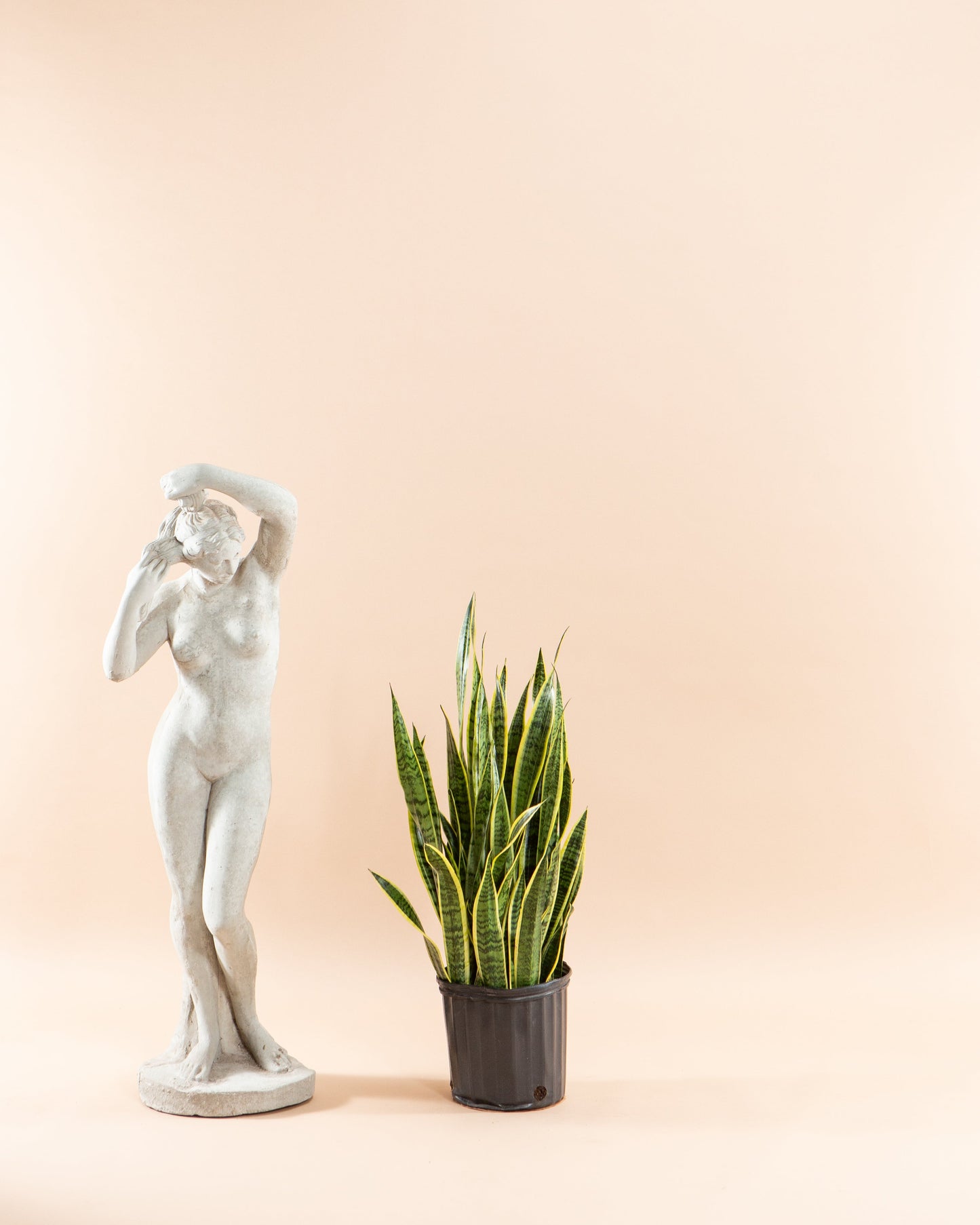 Yellow Snake Plant: Sansevieria trifasciata 'Laurentii' - 10 inch pot - 2.5-3 foot tall