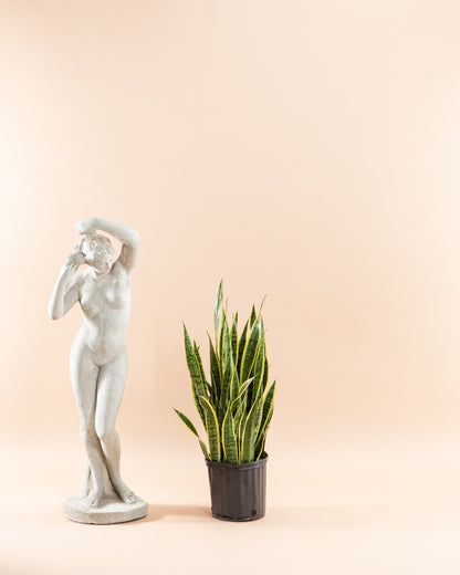 Yellow Snake Plant: Sansevieria trifasciata 'Laurentii' - 10 inch pot - 2.5-3 foot tall