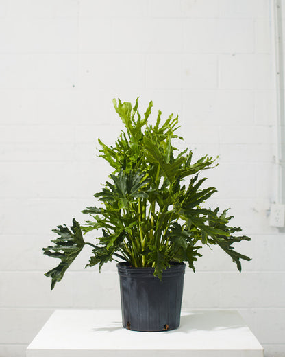 Hope Selloum: Philodendron bipinnatifidum - 10 inch pot - 2-3 foot tall — indoor plant — indoor plant for sale by Promise Supply for delivery and pickup in Toronto.