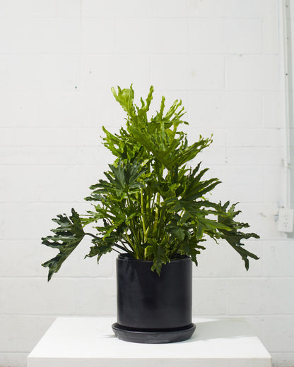 Hope Selloum: Philodendron bipinnatifidum - 10 inch pot - 2-3 foot tall — indoor plant — indoor plant for sale by Promise Supply for delivery and pickup in Toronto.