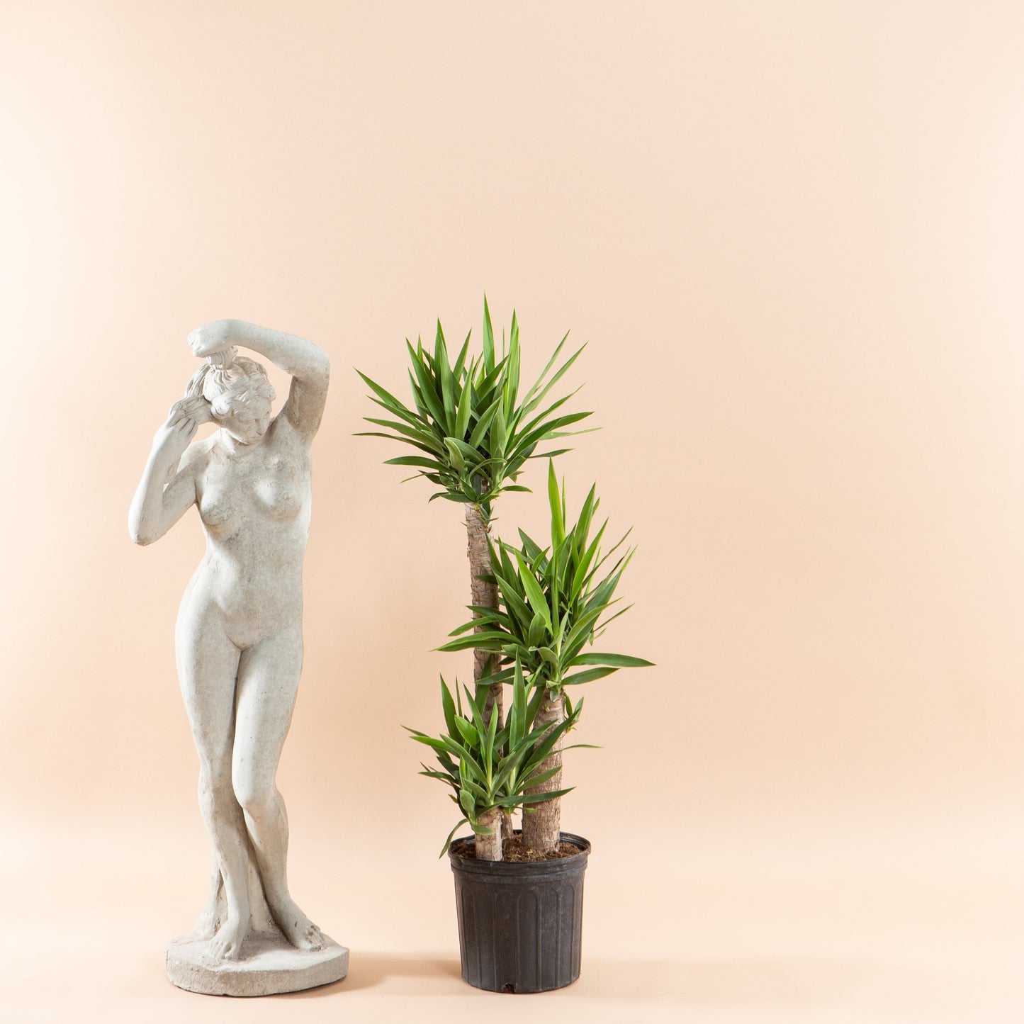 Yucca Staggered Cane: Yucca gigantea - 10 inch pot - 4-5 foot tall