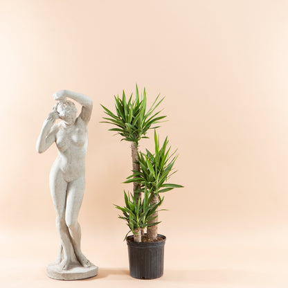 Yucca Staggered Cane: Yucca gigantea - 10 inch pot - 4-5 foot tall