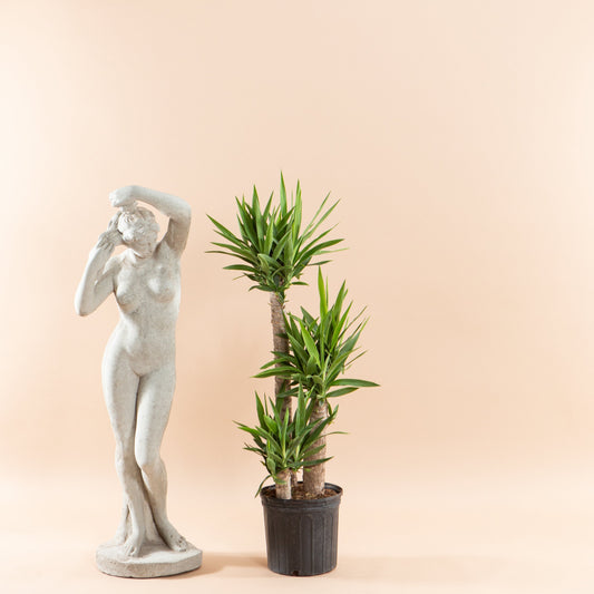 Yucca Staggered Cane: Yucca gigantea - 10 inch pot - 4-5 foot tall