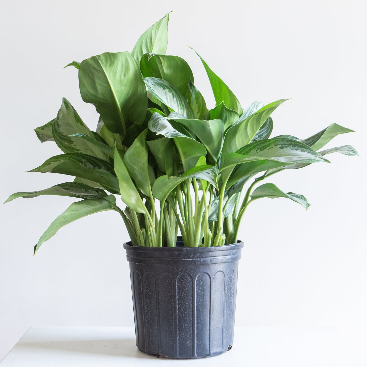 Silver Bay Chinese Evergreen: Aglaonema - 10 inch pot