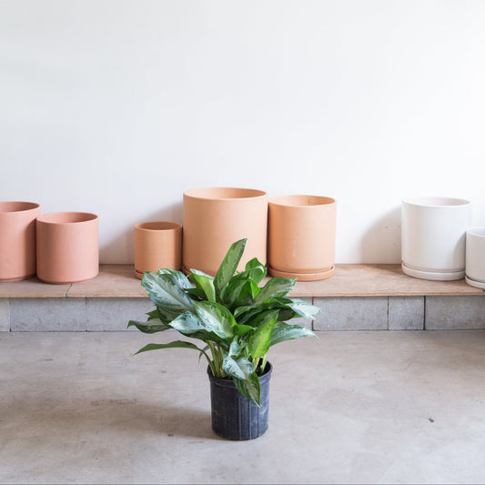 Silver Bay Chinese Evergreen: Aglaonema - 10 inch pot — indoor plant — indoor plant for sale by Promise Supply for delivery and pickup in Toronto.