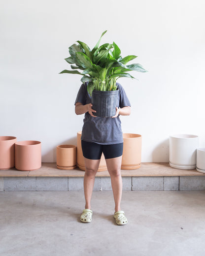 Silver Bay Chinese Evergreen: Aglaonema - 10 inch pot