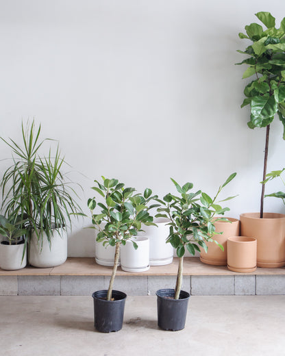Ficus Audrey Tree: Ficus benghalensis - 10 inch pot - 3-5.5 foot tall
