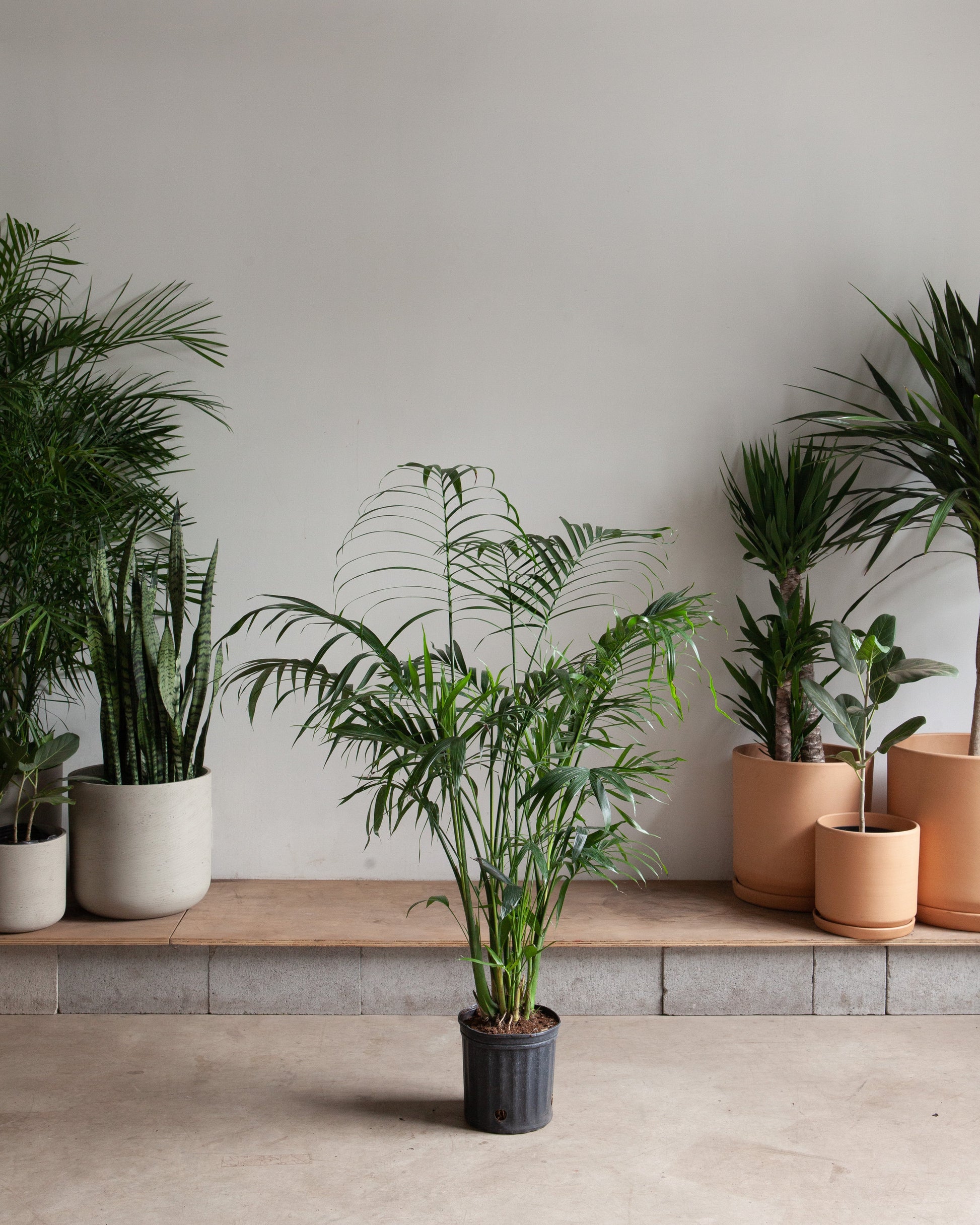 cat palm house plant Cat Palm: Chamaedorea - 10" Pot