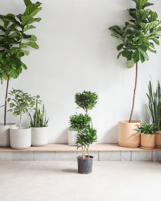 Staggered Janet Craig: Dracaena fragrans 'Compacta' - 8 inch pot - 3 foot tall