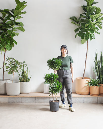 Staggered Janet Craig: Dracaena fragrans 'Compacta' - 8 inch pot - 3 foot tall