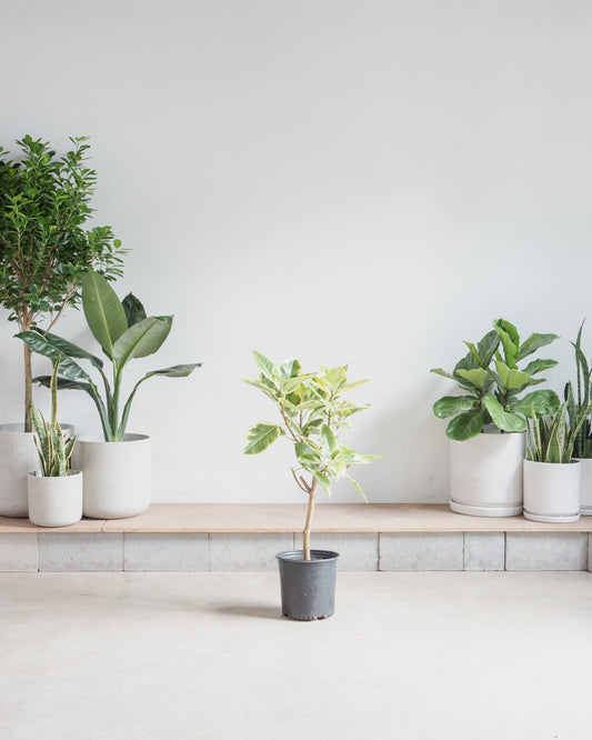 Yellow Gem Fig Tree: Ficus altissima - 8 inch pot - 2.5-3 foot tall
