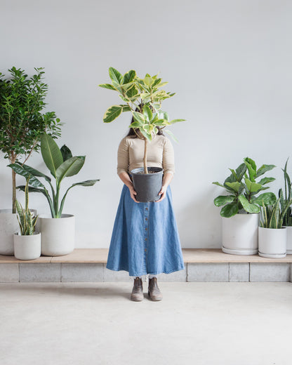 Yellow Gem Fig Tree: Ficus altissima - 8 inch pot - 2.5-3 foot tall