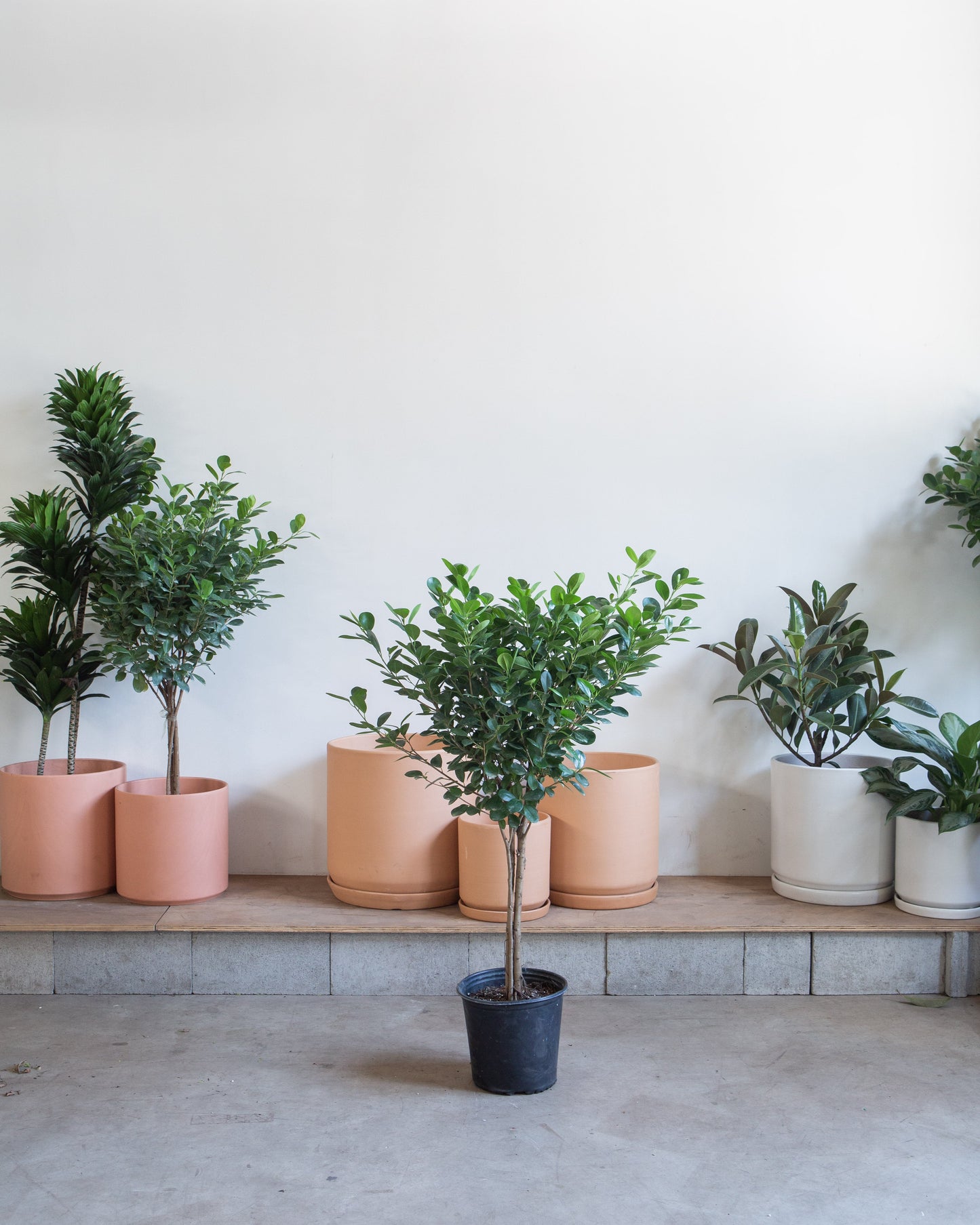 Ficus Moclame: Ficus microcarpa - 10 inch pot - 4-5 foot tall