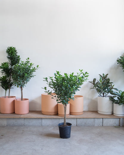 Ficus Moclame: Ficus microcarpa - 10 inch pot - 4-5 foot tall