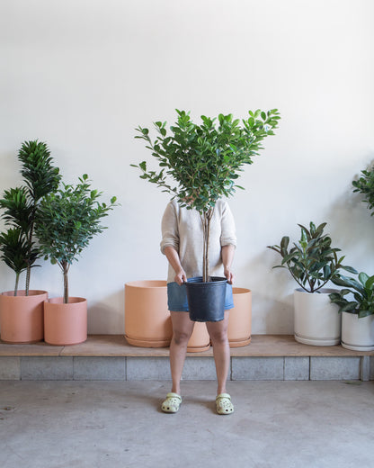 Ficus Moclame: Ficus microcarpa - 10 inch pot - 4-5 foot tall