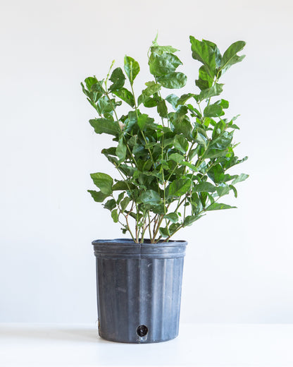Maid of Orleans Jasmine: Jasminum sambac - 8 inch pot - 2 foot tall — indoor plant — indoor plant for sale by Promise Supply for delivery and pickup in Toronto.