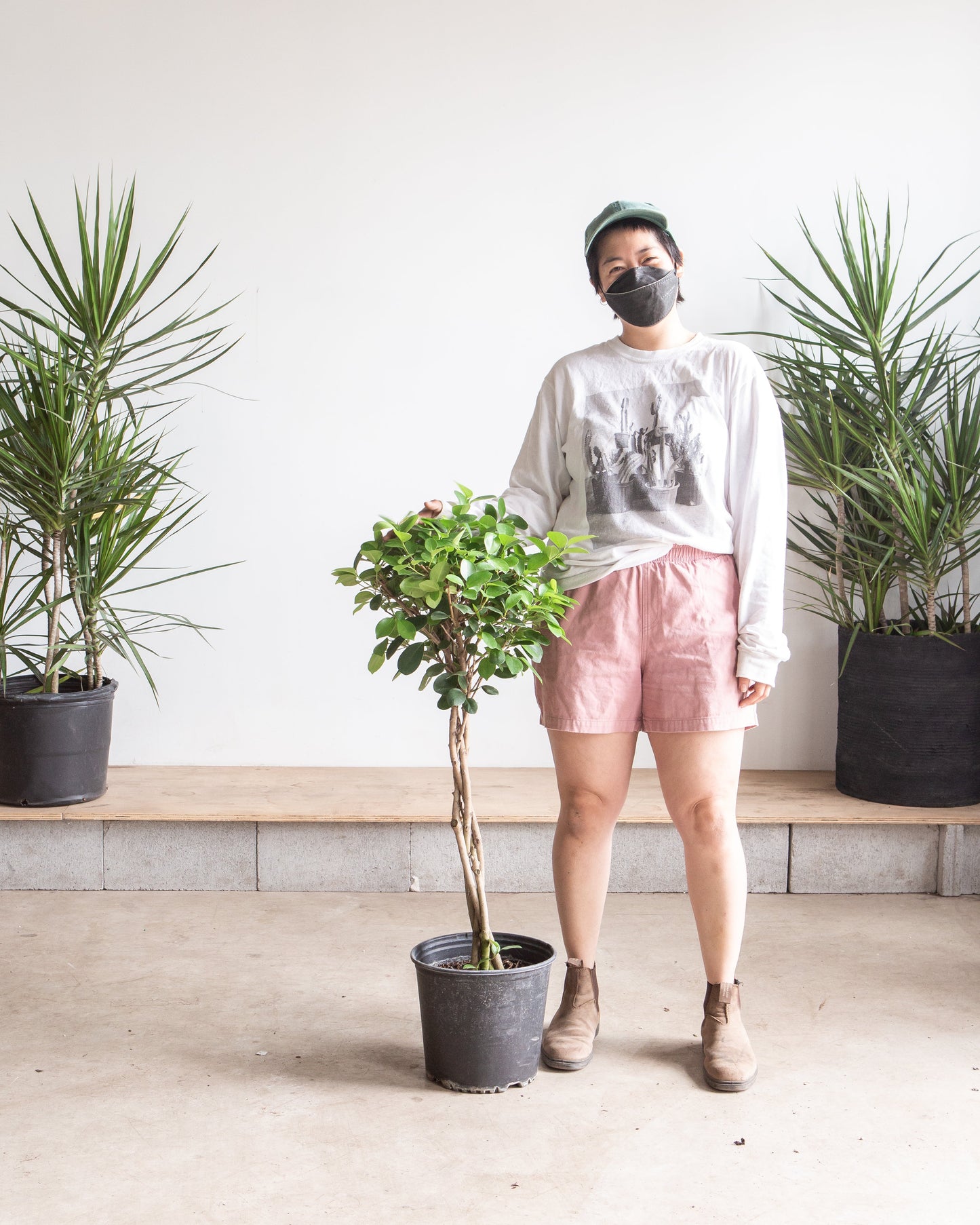 Braided Ficus Moclame: Ficus microcarpa - 10 inch pot - 3-3.5 foot tall