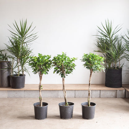 Braided Ficus Moclame: Ficus microcarpa - 10 inch pot - 3-3.5 foot tall