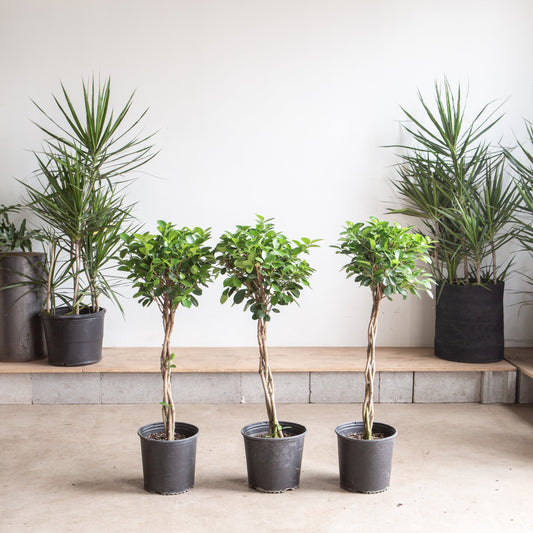 Braided Ficus Moclame: Ficus microcarpa - 10 inch pot - 3-3.5 foot tall