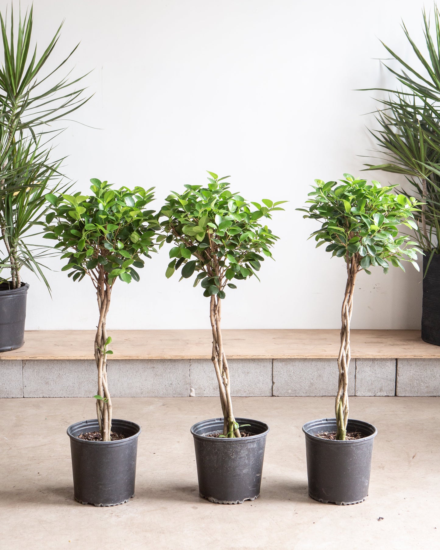 Braided Ficus Moclame: Ficus microcarpa - 10 inch pot - 3-3.5 foot tall