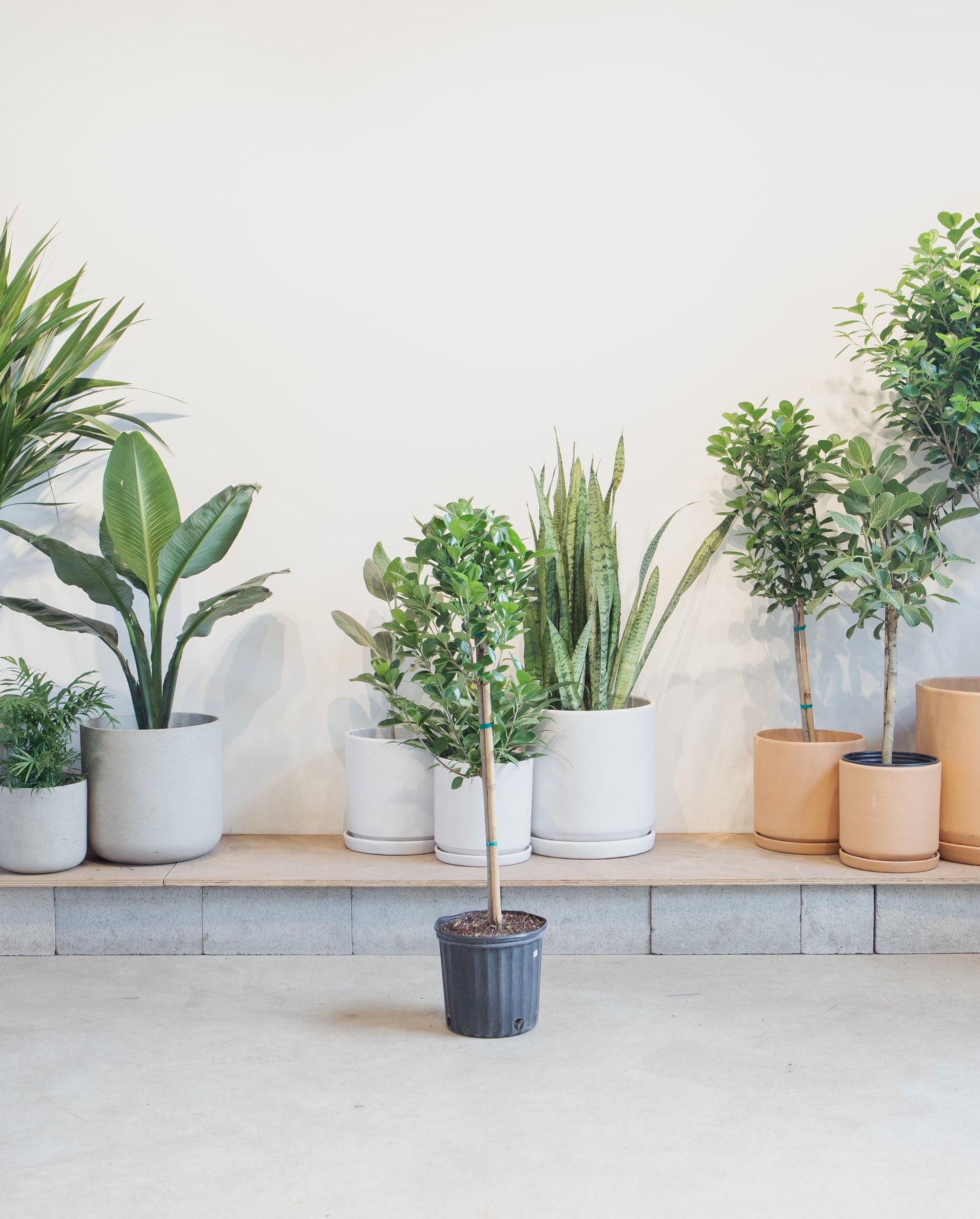 Ficus Moclame Tree: Ficus microcarpa 'Daniella' - 10 inch pot - 4-5 foot tall