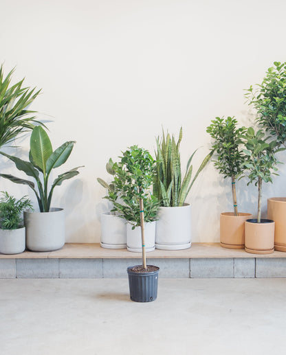 Ficus Moclame Tree: Ficus microcarpa 'Daniella' - 10 inch pot - 4-5 foot tall