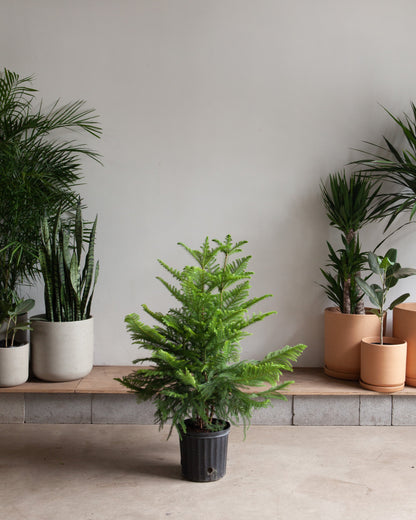 Norfolk Island Pine: Araucaria heterophylla - 10 inch pot - 3 foot tall — indoor plant — indoor plant for sale by Promise Supply for delivery and pickup in Toronto.