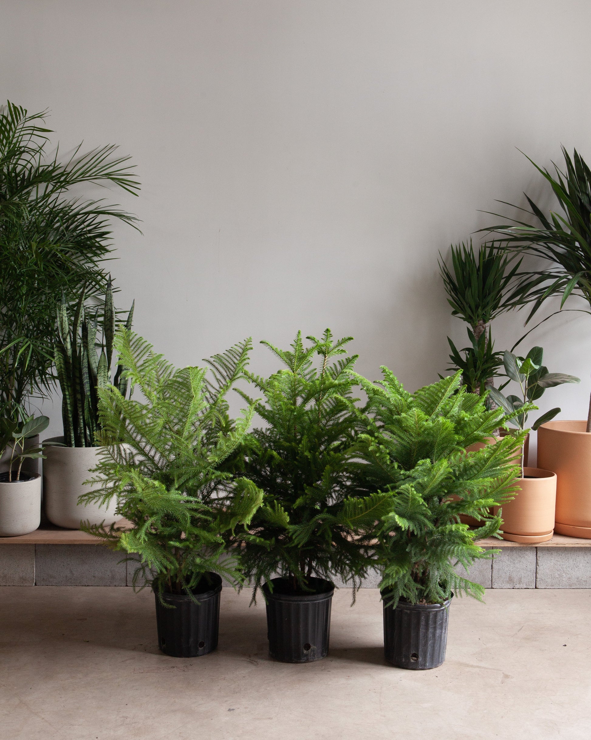 Norfolk Island Pine: Araucaria heterophylla - 10 inch pot - 3 foot tall — indoor plant — indoor plant for sale by Promise Supply for delivery and pickup in Toronto.