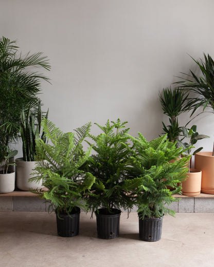 Norfolk Island Pine: Araucaria heterophylla - 10 inch pot - 3 foot tall — indoor plant — indoor plant for sale by Promise Supply for delivery and pickup in Toronto.