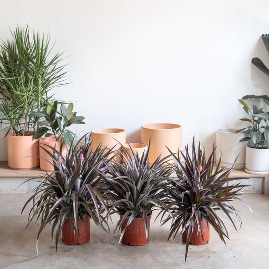 Lava Flow Pineapple Plant: Ananas ananassoides - 10 inch pot