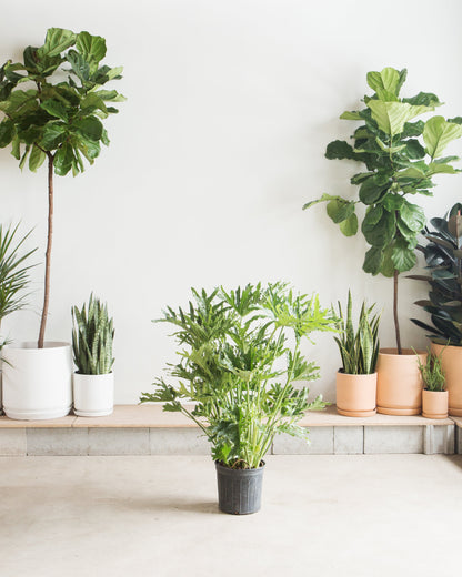 Hope Selloum: Philodendron bipinnatifidum - 12 inch pot - 4 foot tall — indoor plant — indoor plant for sale by Promise Supply for delivery and pickup in Toronto.