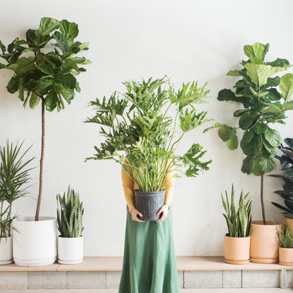 Hope Selloum: Philodendron bipinnatifidum - 12 inch pot - 4 foot tall — indoor plant — indoor plant for sale by Promise Supply for delivery and pickup in Toronto.