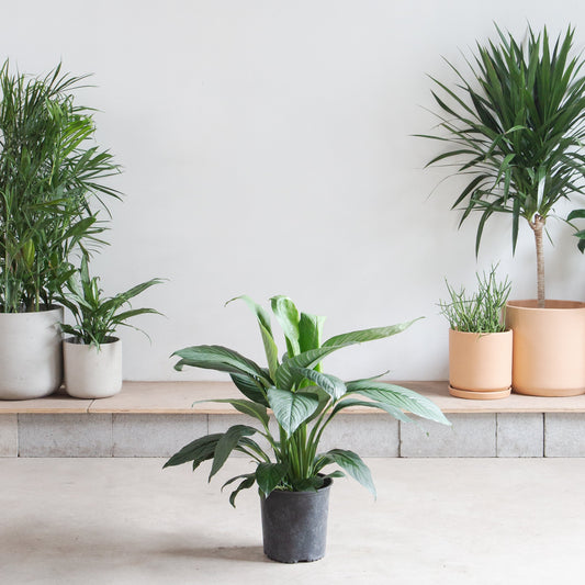 Sensation Peace Lily: Spathiphyllum - 10 inch pot - 2-3 foot tall