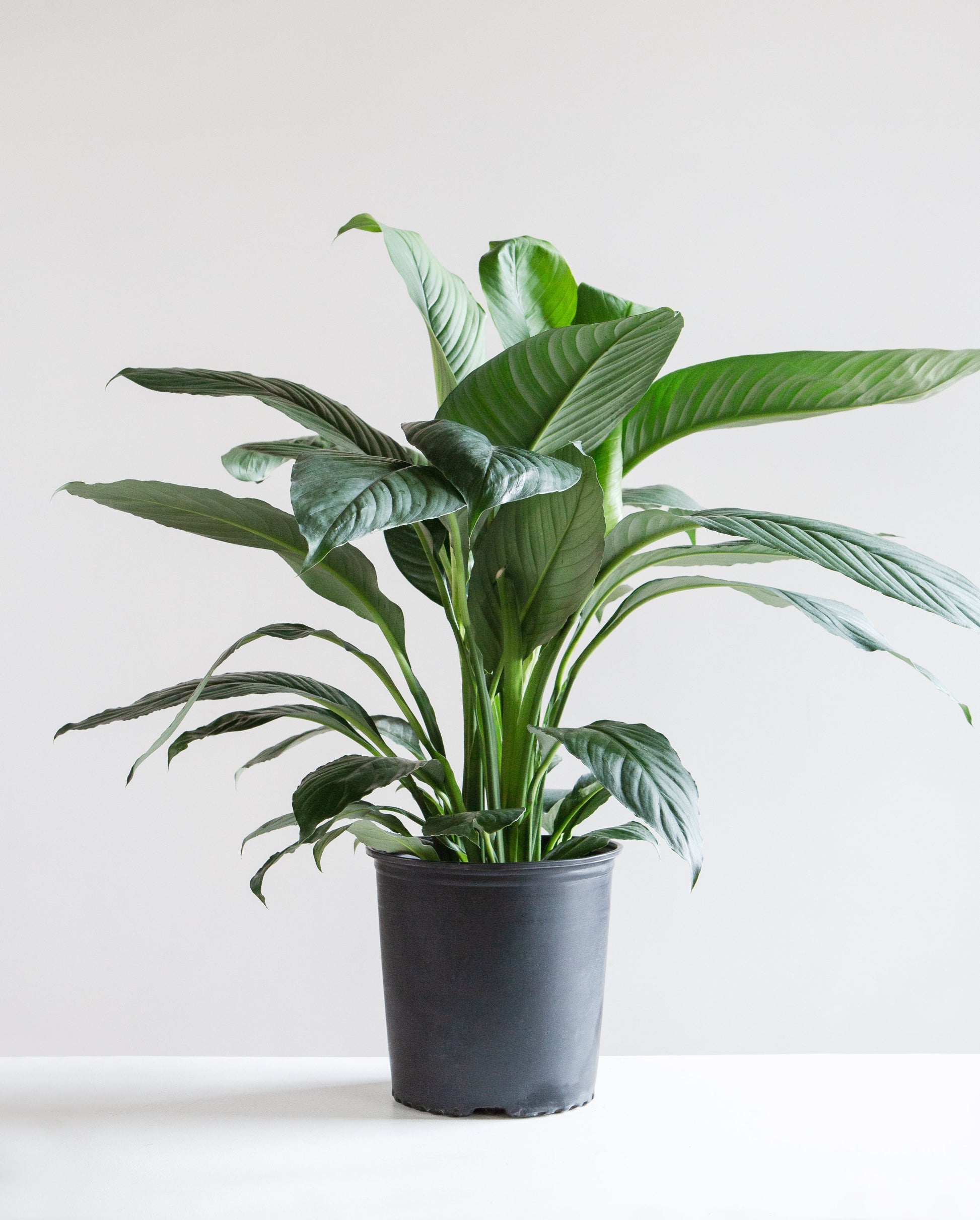 peace lily sensation for sale Sensation Peace Lily: Spathiphyllum - 10" Pot