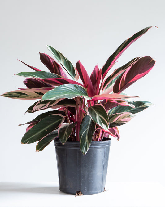 Triostar: Stromanthe sanguinea - 10 inch pot - 1 foot tall