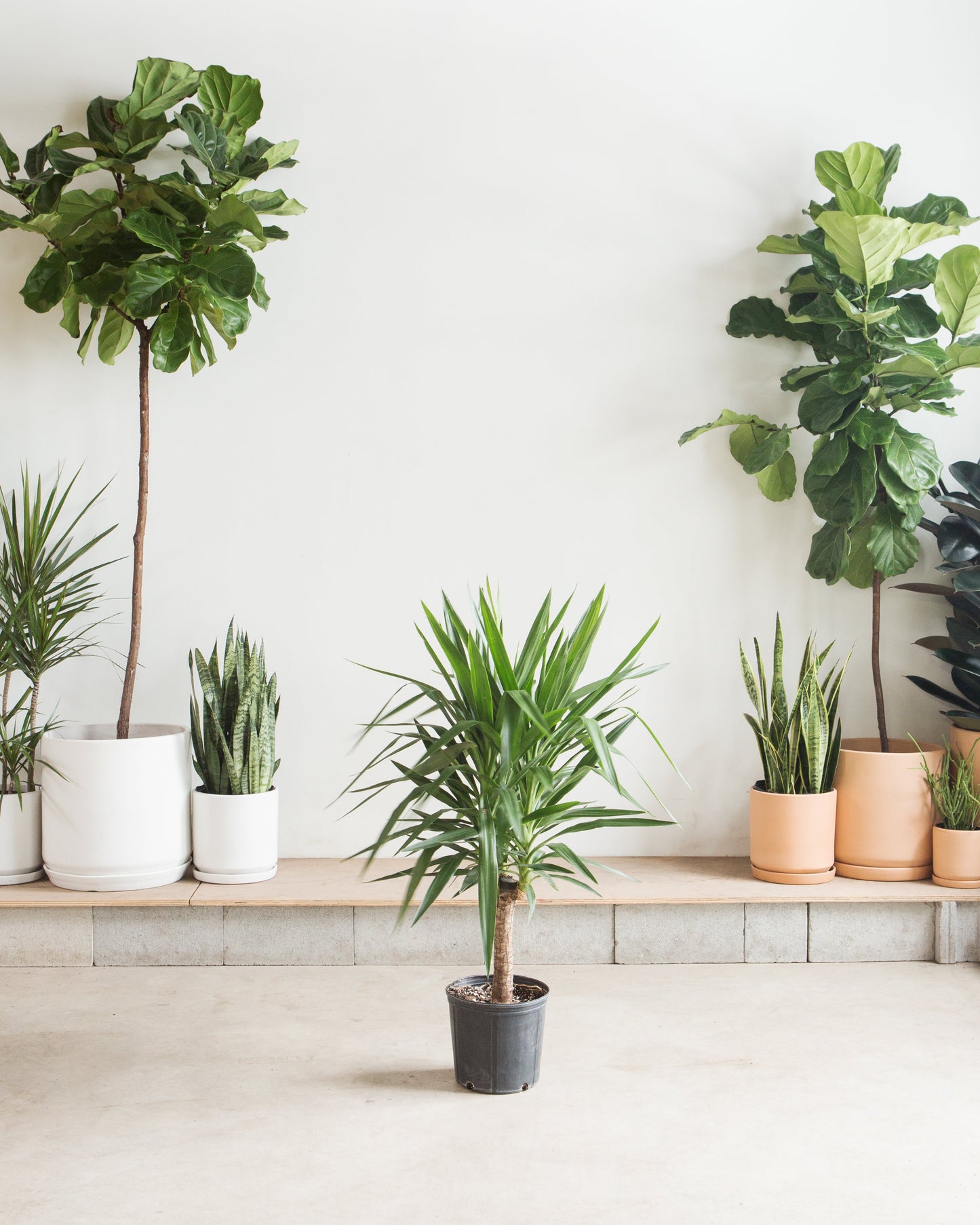 Yucca Cane: Yucca gigantea - 10 inch pot - 3-4 foot tall