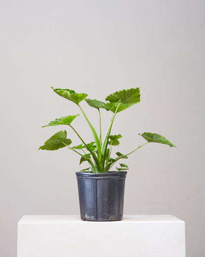 California Elephant Ear: Alocasia odora - 10 inch pot - 2-3 foot tall — indoor plant — indoor plant for sale by Promise Supply for delivery and pickup in Toronto.