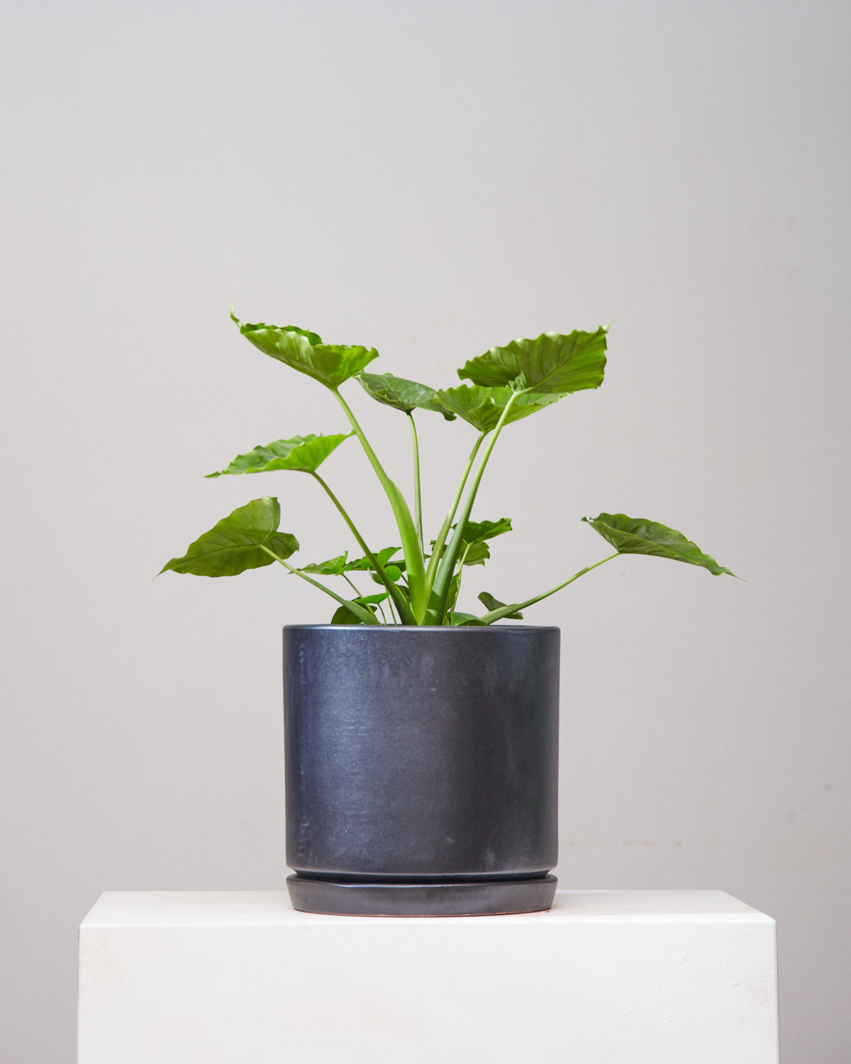 California Elephant Ear: Alocasia odora - 10 inch pot - 2-3 foot tall — in black planter — indoor plant for sale by Promise Supply for delivery and pickup in Toronto.