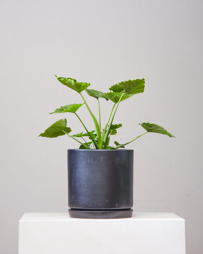California Elephant Ear: Alocasia odora - 10 inch pot - 2-3 foot tall — in black planter — indoor plant for sale by Promise Supply for delivery and pickup in Toronto.