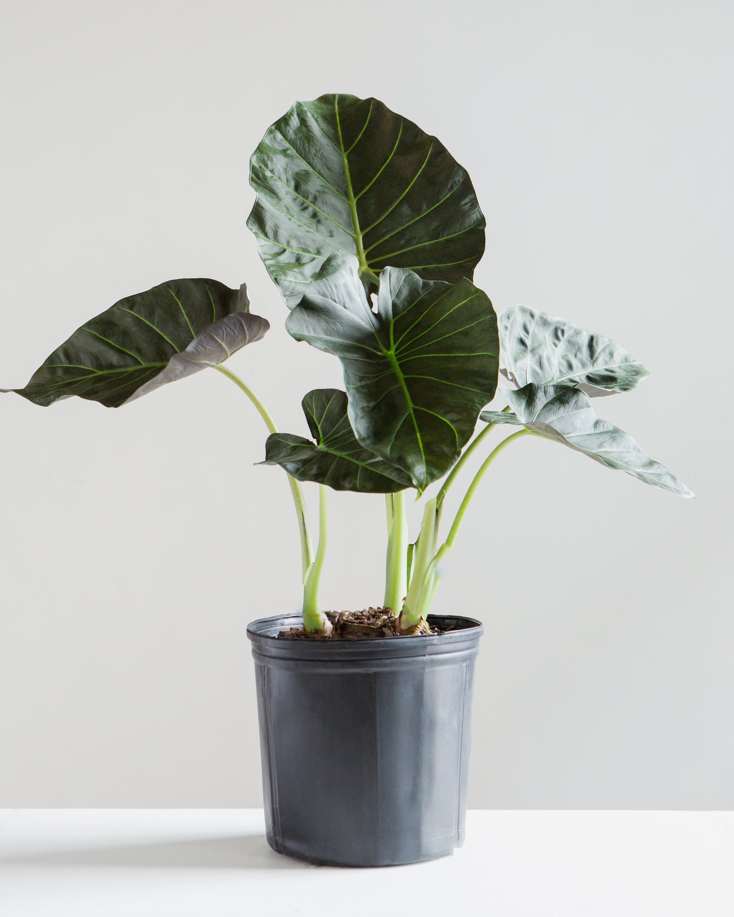 Regal Shield Elephant Ear: Alocasia - 8 inch pot - 2-3 foot tall — indoor plant — indoor plant for sale by Promise Supply for delivery and pickup in Toronto.