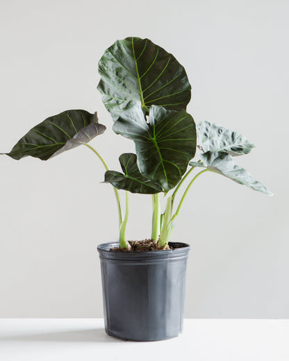 Regal Shield Elephant Ear: Alocasia - 8 inch pot - 2-3 foot tall — indoor plant — indoor plant for sale by Promise Supply for delivery and pickup in Toronto.